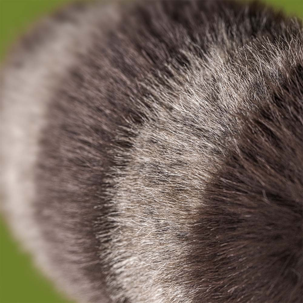 Jellycat Trixiwood Raccoon